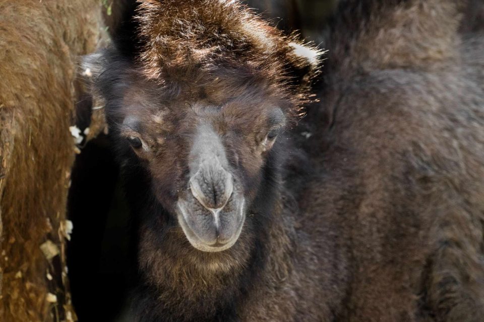 Се роди двогрба камила во Скопската зоолошка